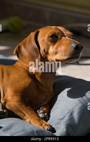 Le chien est doté d'un pelage brun rougeâtre soyeux et brillant, doux et confortable au toucher. Ses yeux sont grands et expressifs, de couleur sombre, et pleins de Banque D'Images