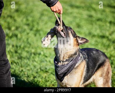 C'est tout le plaisir et les jeux loin du chenil. Un homme jouant avec son adorable berger allemand au parc. Banque D'Images