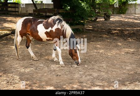 Cheval de baie sombre dans le paddock par une journée ensoleillée. Bel animal de compagnie, équitation, traitement des animaux. Banque D'Images