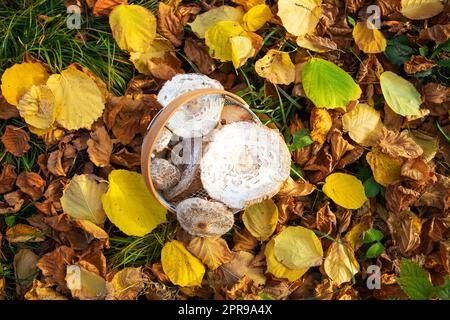 panier avec des champignons comestibles magnifiquement cueillis parapluies se tient sur les feuilles jaunes tombées. Vue de dessus. Banque D'Images