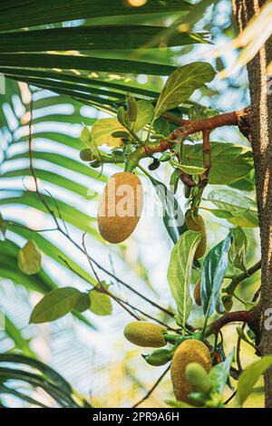 Goa, Inde. Fermer la vue de Jackfruit on Tree Banque D'Images