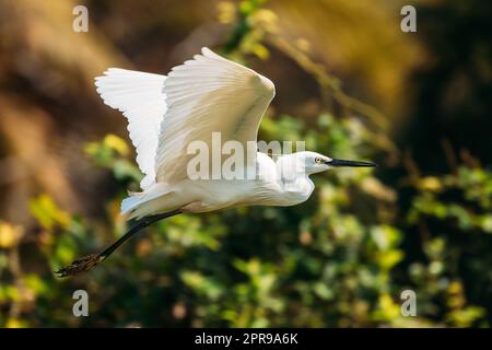 Goa, Inde. White Little Egret Flying sur fond de verdure Banque D'Images