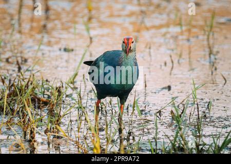 Goa, Inde. Oiseau de marais à tête grise le matin à la recherche de nourriture dans le marais. Porphyrio Poliocephalus Banque D'Images