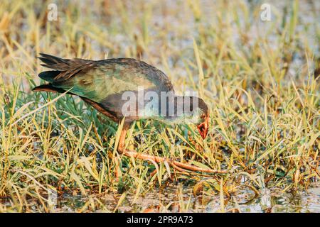 Goa, Inde. Oiseau de marais à tête grise le matin à la recherche de nourriture dans le marais. Porphyrio Poliocephalus Banque D'Images