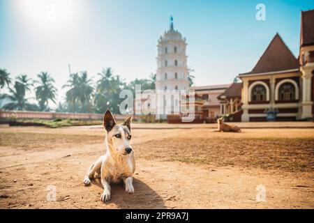 Kavlem, Phonda, Goa, Inde. Chien reposant près de Shree Shantadurga Mandir, temple de Kavlem. Site d'intérêt célèbre et destination populaire. Tour de lampe blanche. Shantadurga Devi Banque D'Images