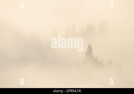 Forêt de pins de l'île des Canaries dans le brouillard à l'aube. Banque D'Images