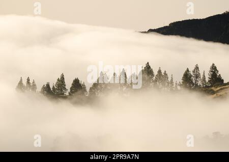 Forêt de pins de l'île des Canaries dans une mer de nuages à l'aube. Banque D'Images