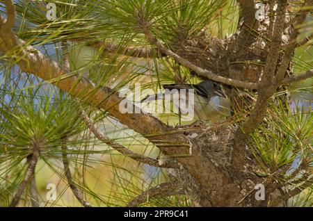 Chaffinch bleu de Gran Canaria mâle sur le nid. Banque D'Images