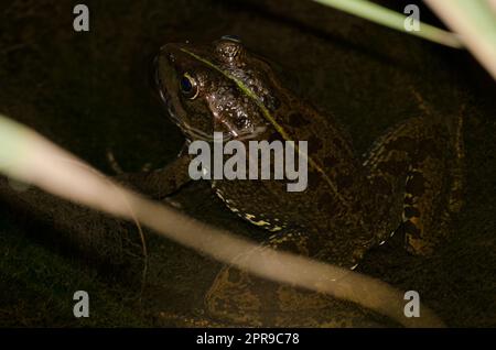 La grenouille de Perez Pélophylax perezi. Banque D'Images