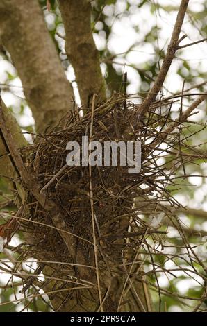 Nid de sparrowhawk eurasien. Banque D'Images