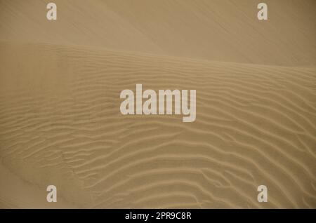 Dunes de sable dans la réserve naturelle spéciale des dunes de Maspalomas. Banque D'Images