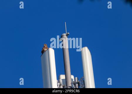 Falcon attentif assis sur la tour de communication ou la tour d'antenne pour Internet haute fréquence avec 4G et 5g regardant à l'extérieur pour les proies avec ciel bleu clair arrière-plan de chasse paysage urbain pour les rapaces volants Banque D'Images