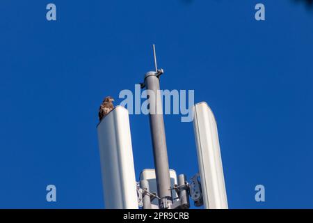 Falcon attentif assis sur la tour de communication ou la tour d'antenne pour Internet haute fréquence avec 4G et 5g regardant à l'extérieur pour les proies avec ciel bleu clair arrière-plan de chasse paysage urbain pour les rapaces volants Banque D'Images