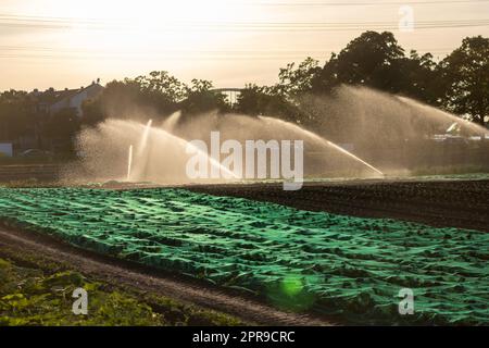 Un système d'irrigation agricole est nécessaire en raison de l'été chaud et de la sécheresse causée par le changement climatique menace l'agriculture et l'industrie agricole avec un temps sec et aucune pluviométrie ne gonfle la récolte des prix des cultures Banque D'Images