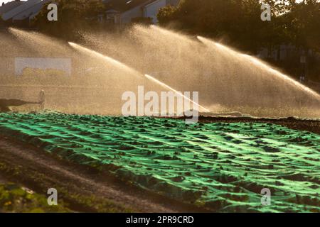 Un système d'irrigation agricole est nécessaire en raison de l'été chaud et de la sécheresse causée par le changement climatique menace l'agriculture et l'industrie agricole avec un temps sec et aucune pluviométrie ne gonfle la récolte des prix des cultures Banque D'Images