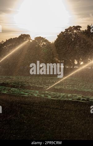 Un système d'irrigation agricole est nécessaire en raison de l'été chaud et de la sécheresse causée par le changement climatique menace l'agriculture et l'industrie agricole avec un temps sec et aucune pluviométrie ne gonfle la récolte des prix des cultures Banque D'Images