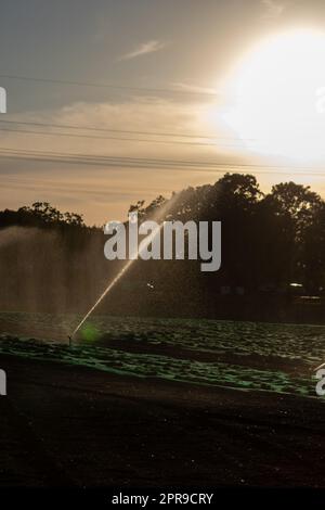 Un système d'irrigation agricole est nécessaire en raison de l'été chaud et de la sécheresse causée par le changement climatique menace l'agriculture et l'industrie agricole avec un temps sec et aucune pluviométrie ne gonfle la récolte des prix des cultures Banque D'Images