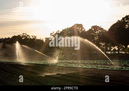 Un système d'irrigation agricole est nécessaire en raison de l'été chaud et de la sécheresse causée par le changement climatique menace l'agriculture et l'industrie agricole avec un temps sec et aucune pluviométrie ne gonfle la récolte des prix des cultures Banque D'Images