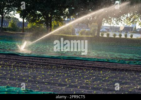 Un système d'irrigation agricole est nécessaire en raison de l'été chaud et de la sécheresse causée par le changement climatique menace l'agriculture et l'industrie agricole avec un temps sec et aucune pluviométrie ne gonfle la récolte des prix des cultures Banque D'Images
