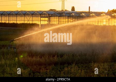 Un système d'irrigation agricole est nécessaire en raison de l'été chaud et de la sécheresse causée par le changement climatique menace l'agriculture et l'industrie agricole avec un temps sec et aucune pluviométrie ne gonfle la récolte des prix des cultures Banque D'Images