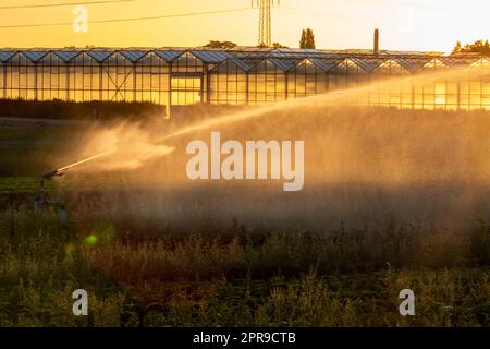 Un système d'irrigation agricole est nécessaire en raison de l'été chaud et de la sécheresse causée par le changement climatique menace l'agriculture et l'industrie agricole avec un temps sec et aucune pluviométrie ne gonfle la récolte des prix des cultures Banque D'Images