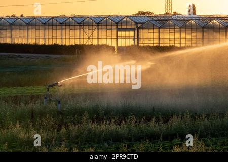 Un système d'irrigation agricole est nécessaire en raison de l'été chaud et de la sécheresse causée par le changement climatique menace l'agriculture et l'industrie agricole avec un temps sec et aucune pluviométrie ne gonfle la récolte des prix des cultures Banque D'Images