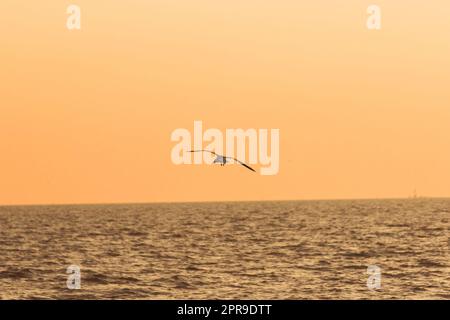 Silhouettes de mouettes volant au-dessus de la mer avec lumière du coucher du soleil. Banque D'Images