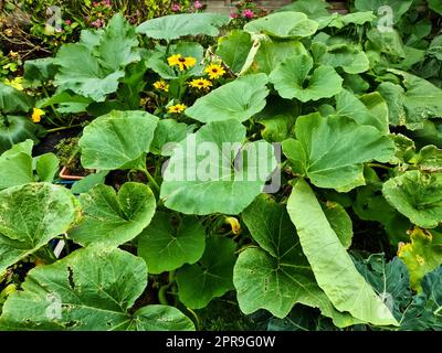 Grandes feuilles vertes de potiron dans un jardin. Banque D'Images