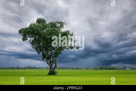 Arbre dans champ de riz vert avec ciel couvert. Champ agricole en saison des pluies avec ciel orageux. La beauté dans la nature. Crédit carbone et concept neutre en carbone. Environnement propre. Ferme de riz biologique. Banque D'Images