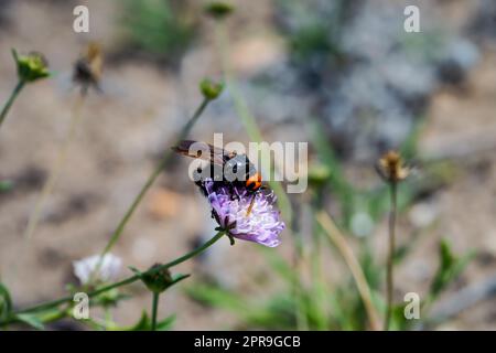 Une abeille ou une guêpe comme un insecte sur une fleur. Banque D'Images