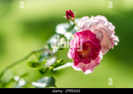Roses en fleur, arrière-plan d'été Banque D'Images