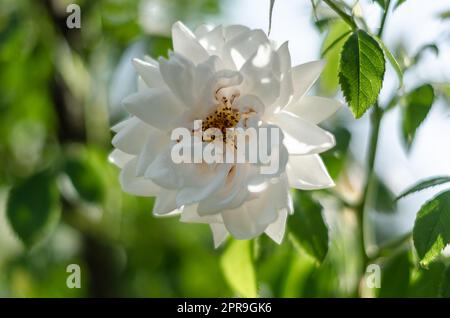 Roses en fleur, arrière-plan d'été Banque D'Images