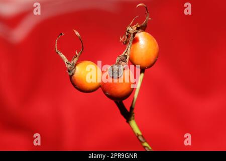 Fruits sauvages rouges gros plan famille rosa rubiginosa rosaceae haute qualité grand format imprimé botanique Banque D'Images