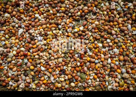 Texture de fond des mollusques Banque D'Images