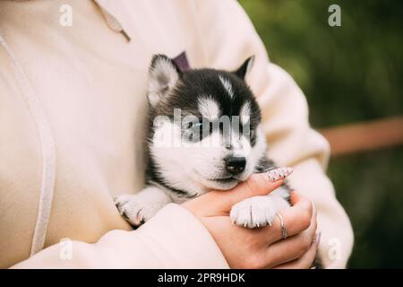 Husky Puppy de quatre semaines de couleur blanc-gris-noir assis entre les mains de Propriétaire Banque D'Images