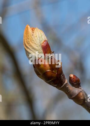 Boutons de châtaignier (Aesculus hippocastanum) au printemps (avril), Old Deer Park, (Richmond Park), Londres, Royaume-Uni. Banque D'Images