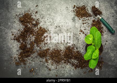 Propagation et replantation de légumes concept de semis avec pots de fleurs, sol et outils de jardinage Banque D'Images