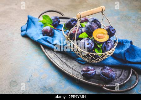 Pruneaux fraîchement cueillies (Zwetschgen) fruits dans un panier Banque D'Images