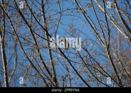 Chardonneret jaune en vol Banque D'Images