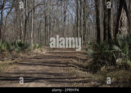 Route de terre dans une forêt Banque D'Images