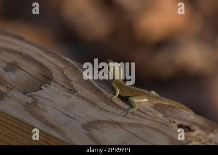 L'anole vert méfiant s'éfond Banque D'Images