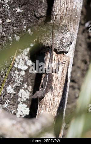 Vert Anole dans sa phase brune Banque D'Images