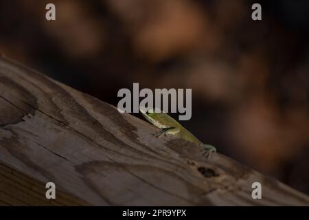 Groseilles à l'anole verte Banque D'Images