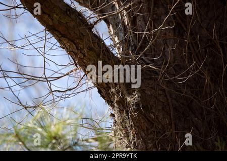 Couronne de rubis dans un arbre Banque D'Images