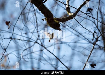 Kinglet couronné de rubis en vol Banque D'Images