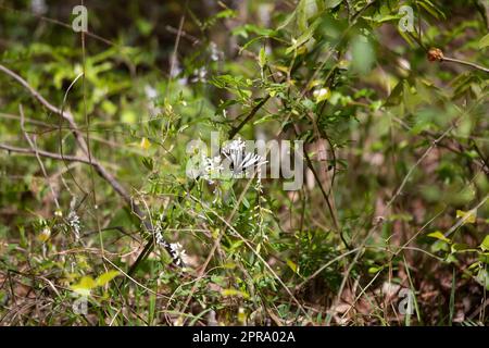 Zebra Swallowtail Butterfly Banque D'Images