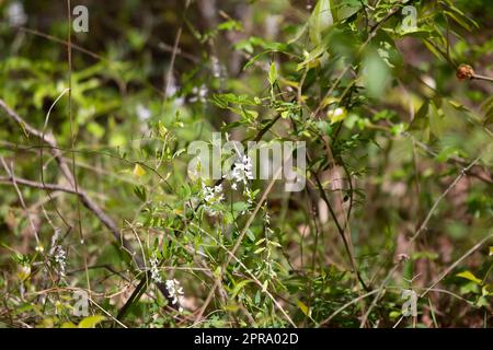 Zebra Swallowtail Butterfly Banque D'Images