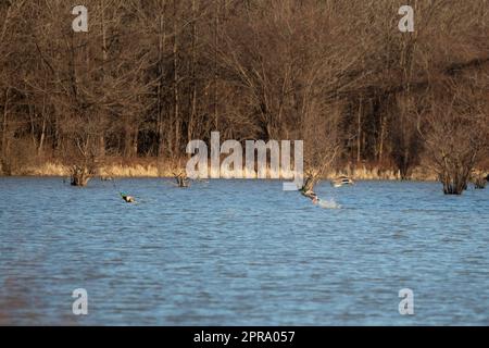 Trois Canards colverts Banque D'Images