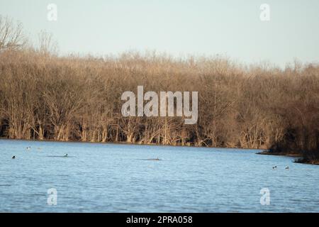 Canard colvert Natation Banque D'Images