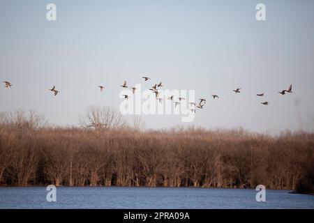 Grande Flock de Canards colverts, de Gadwall et de Wigeon Banque D'Images